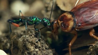 Animales zombis - S1E01