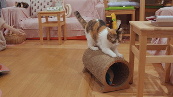 Kittenhood (2015)