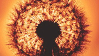 In the Beginning There Was Light (2010)