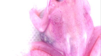 GFP BUNNY (2012)