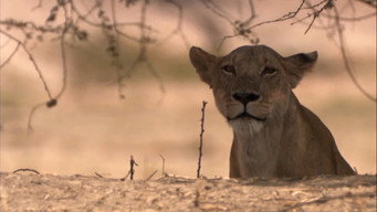 Lion Battle Zone (2012)