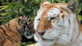 The Miracle Tiger - S1E01