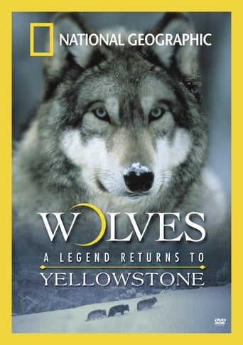 Wolves: A Legend Returns to Yellowstone