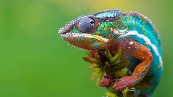 Madagascar - S1E01