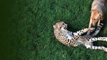 Unlikely Animal Friends - S4E01