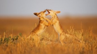 Secrets of the Wild - S1E01