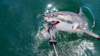 #4 Camo Sharks