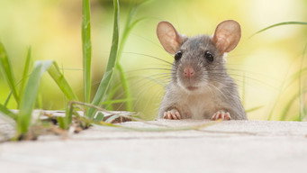 #4 Awesome Animals