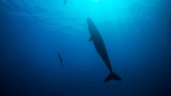 #5 Freediver