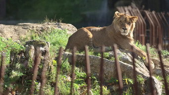 Expédition Pairi Daiza (2015- )