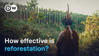 Can trees save the planet?