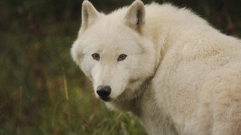 The Trouble with Wolves (2018)