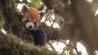 #4 Destination Wild: India