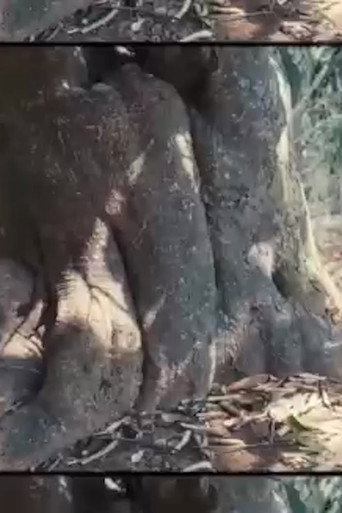 The Tree