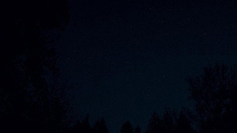 #15 Перша корова