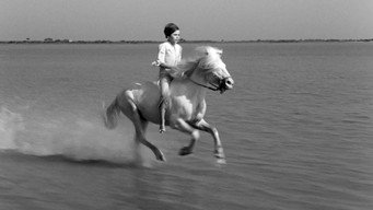#4 White Mane