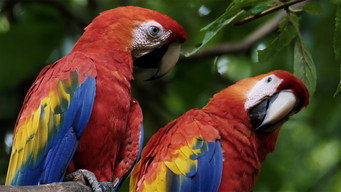 Wild Latam (2020- )