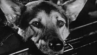 Le chien (1962)