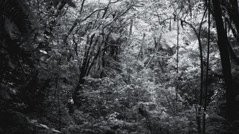 The Reserve (2024)