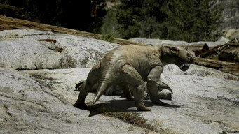 #3 Leaps in Evolution