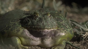 The Horned Frog (2023)