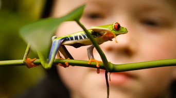 Jonah's Animal World (2020- )