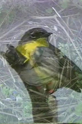 Why Not a Sparrow (2003)