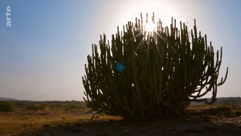 #18 Destination Wild: India