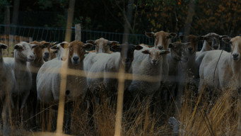 Cena 1 de Sheep