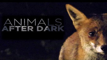 #1 Animals After Dark