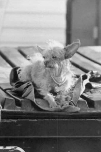 Image of Gizmo