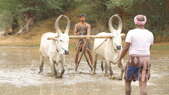 #28 Bison Kaalamaadan