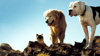 Still 5 from Homeward Bound: The Incredible Journey