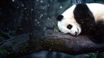 #7 Panda Goes Wild