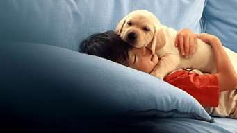 #7 Pets