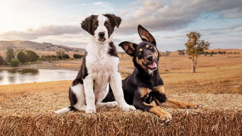 #6 Muster Dogs