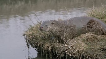 Tarka the Otter (1979)