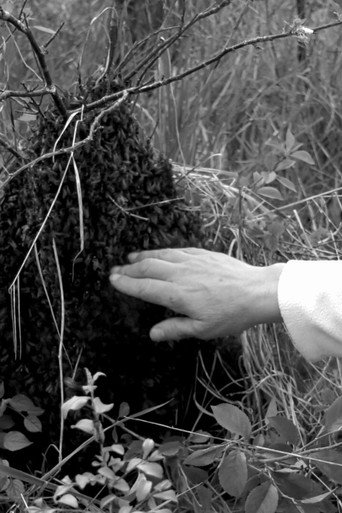 Essaimer (1970)