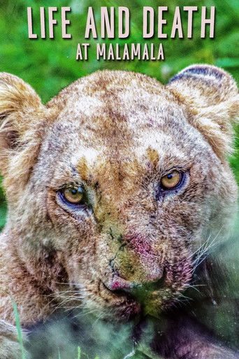 Life and Death at Mala Mala (2023)