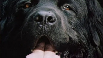 Друг (1988)
