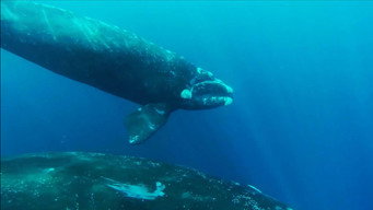 The Charm of Whales (2021)