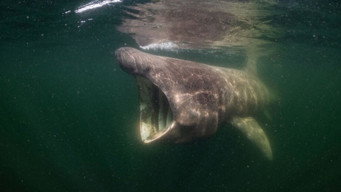 North Sea  Nature Untamed (2024)