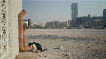 25 Cats from Qatar (2025)