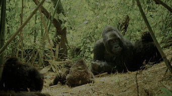 Wild Africa (2015)