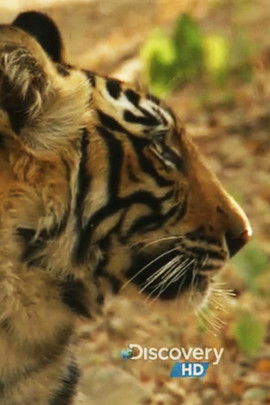 Discovery :A Bengal Tiger's Motherly Love poster