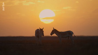 #6 Destination Wild: India