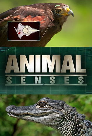 Animal Senses poster
