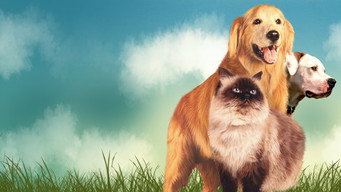 Still 10 from Homeward Bound: The Incredible Journey