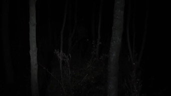 #5 Despite the Night