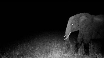 #5 Ghost Elephants